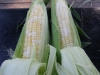All About Sweet Corn