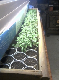 Seedlings