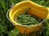 Green Beans