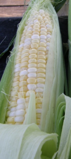 Sweet Corn
