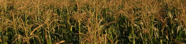 cornfieldhorz.jpg