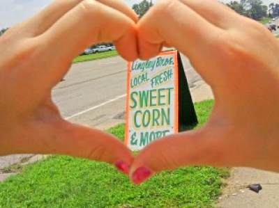 Overview of our sweetcorn operation